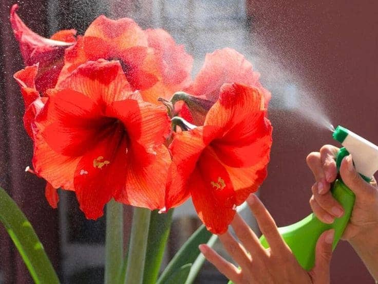 The Secret to Growing Amaryllis and Enjoying Flowers All Year Round