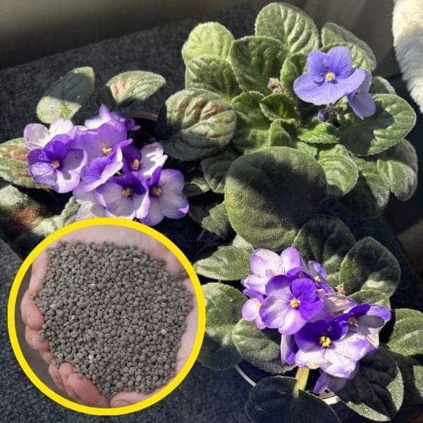 All You Need to Know About The Secrets to Make African Violets Bloom Abundantly