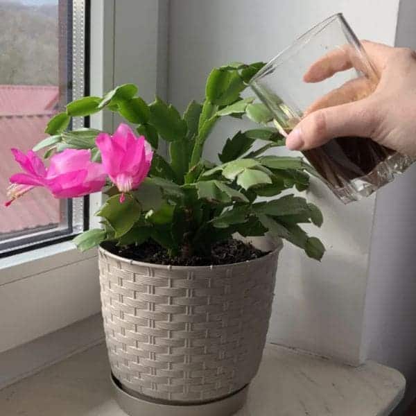 10 Common Mistakes People Think Are Correct When Caring for Christmas Cactus