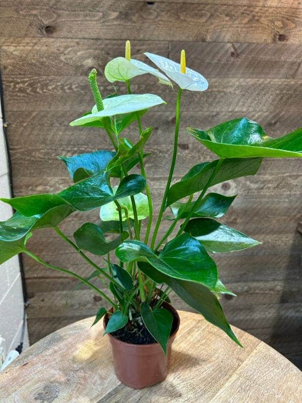 How to Grow White Anthuriums Successfully, Along With Common Mistakes to Avoid