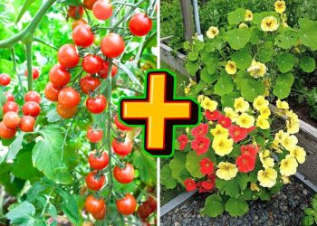 Top Companion Planting Pairs For a Thriving Garden