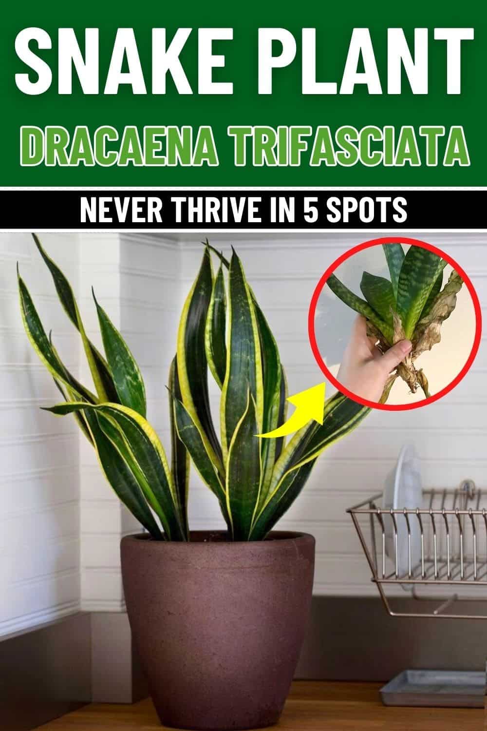 Never Place Your Snake Plants in These 5 Spots if You Don’t Want to Kill Them