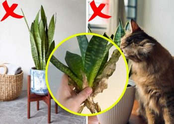 Never Place Your Snake Plants in These 5 Spots if You Don’t Want to Kill Them