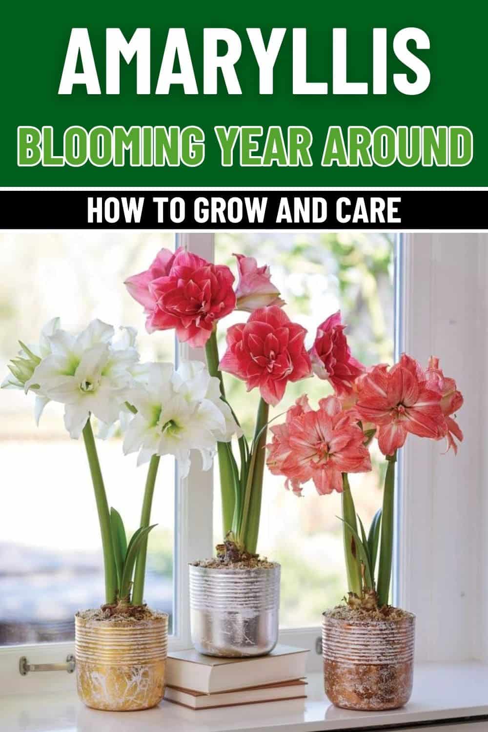 The Secret to Growing Amaryllis and Enjoying Flowers All Year Round