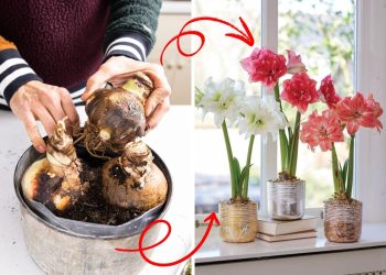 The Secret to Growing Amaryllis and Enjoying Flowers All Year Round