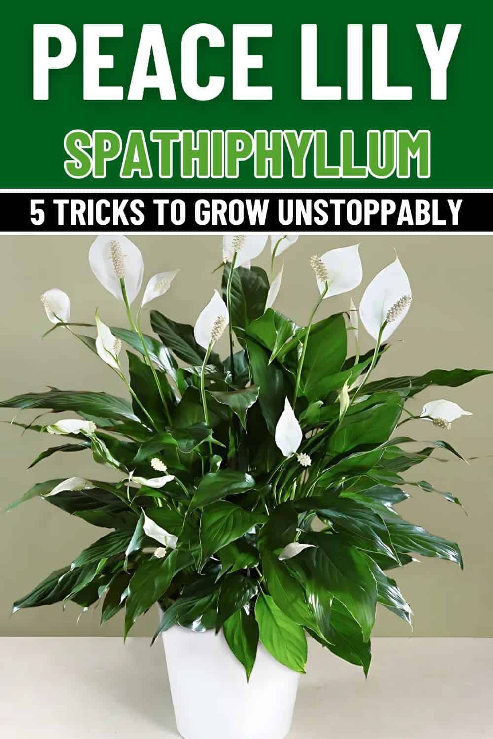 Trick to Make Your Peace Lily Grow Unstoppably (And What Sellers Won’t Tell You)