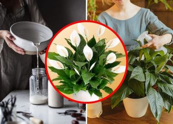 Trick to Make Your Peace Lily Grow Unstoppably (And What Sellers Won’t Tell You)