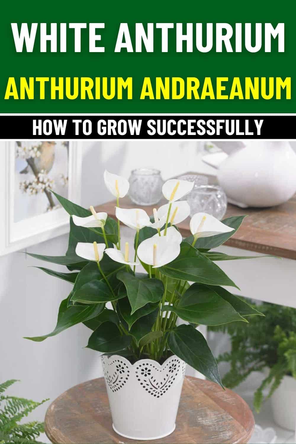 How to Grow White Anthuriums Successfully, Along With Common Mistakes to Avoid