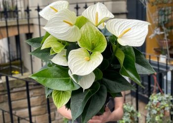 How to Grow White Anthuriums Successfully, Along With Common Mistakes to Avoid