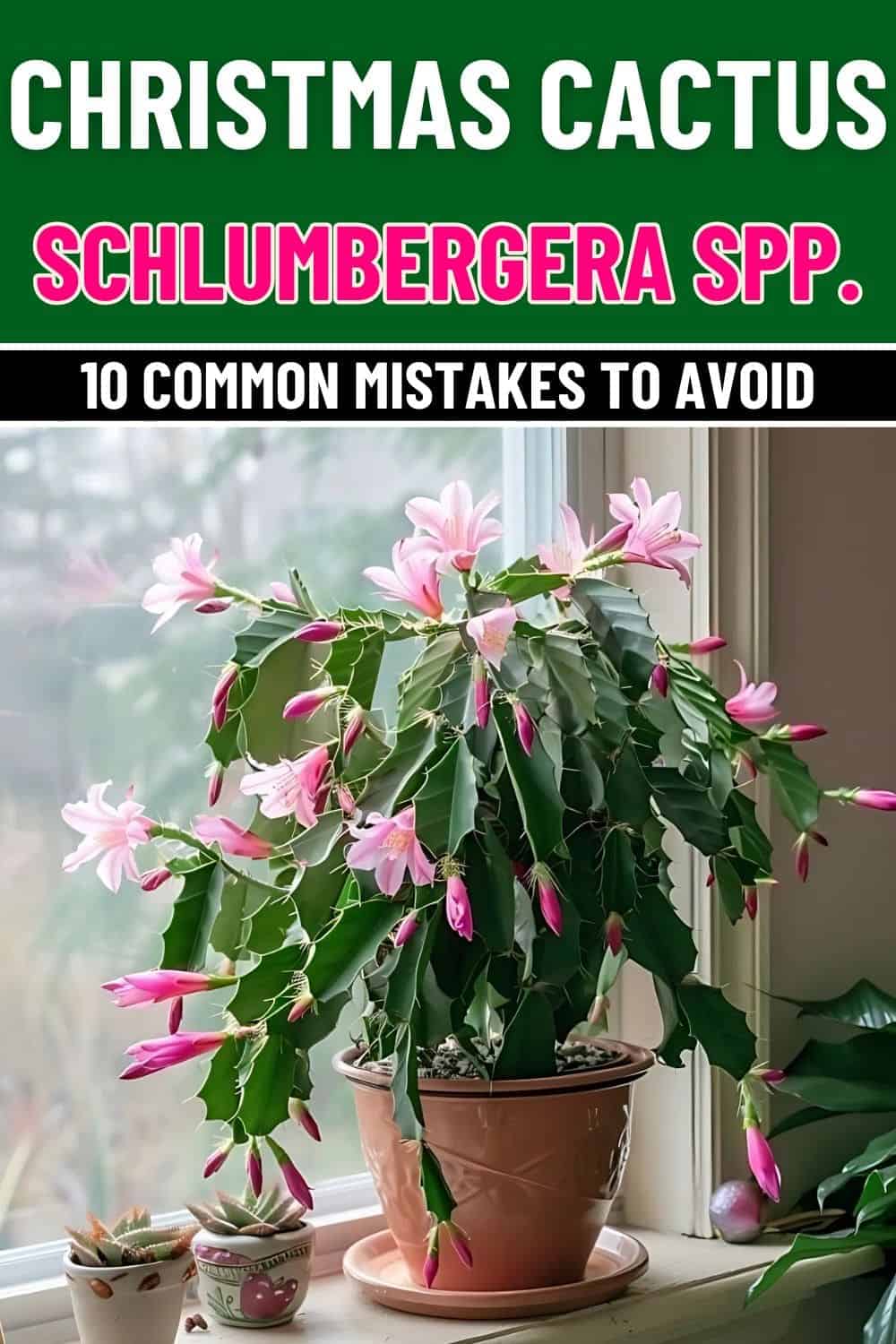 10 Common Mistakes People Think Are Correct When Caring for Christmas Cactus