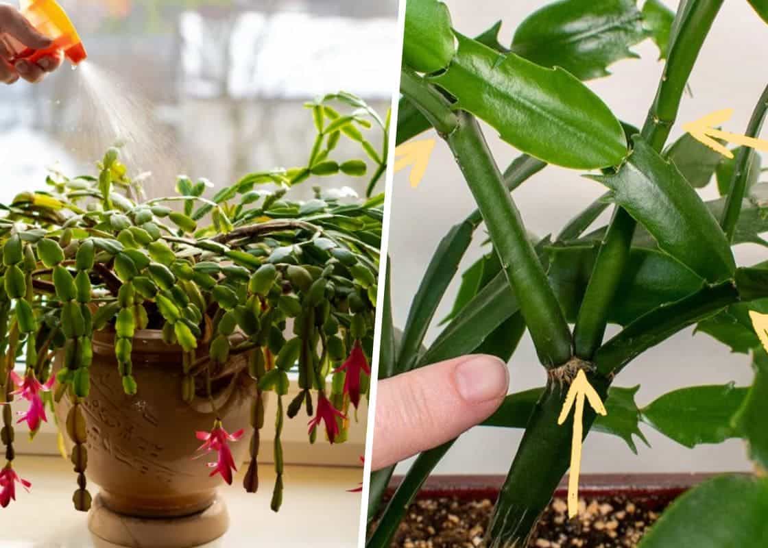 10 Common Mistakes People Think Are Correct When Caring for Christmas Cactus