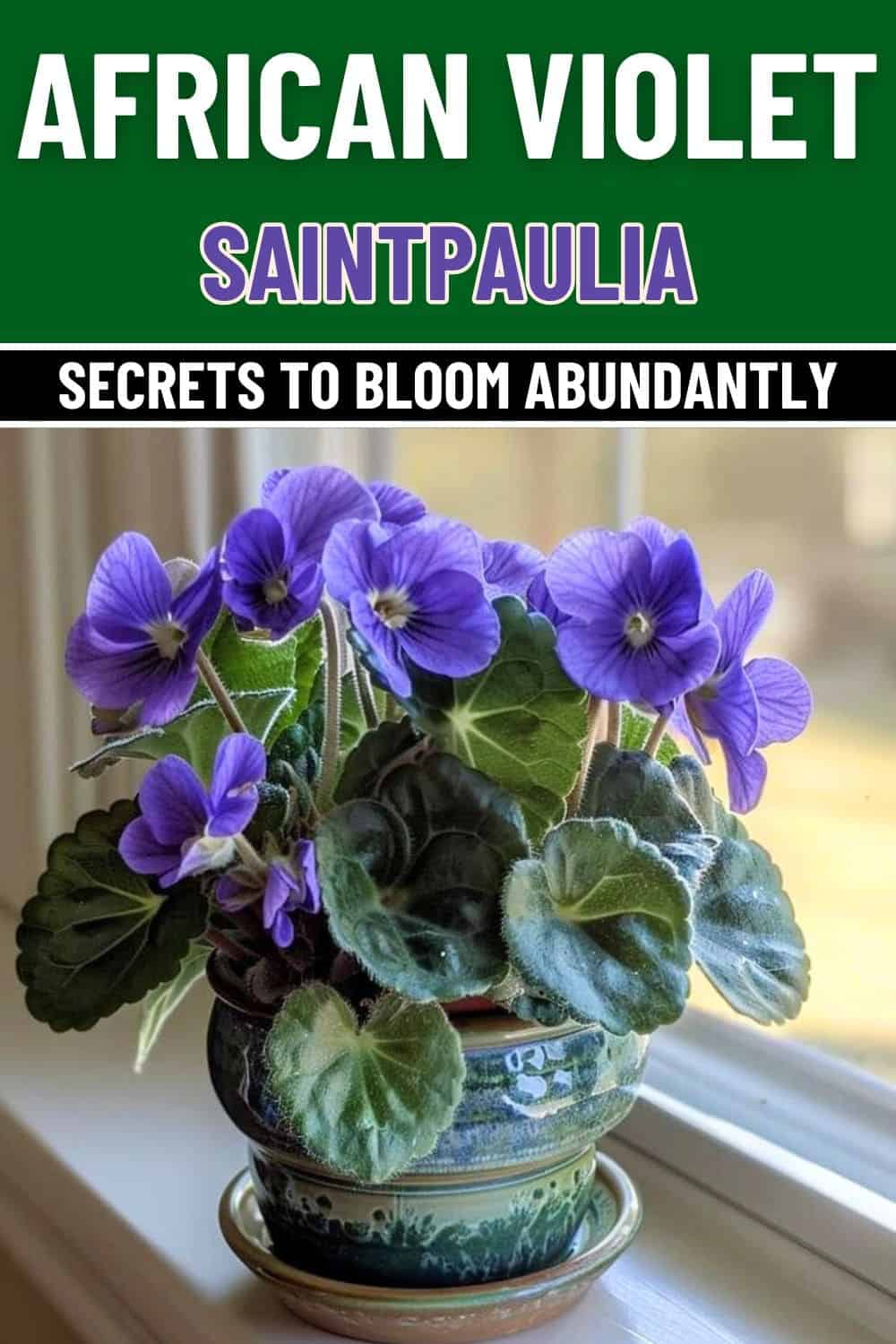 All You Need to Know About The Secrets to Make African Violets Bloom Abundantly