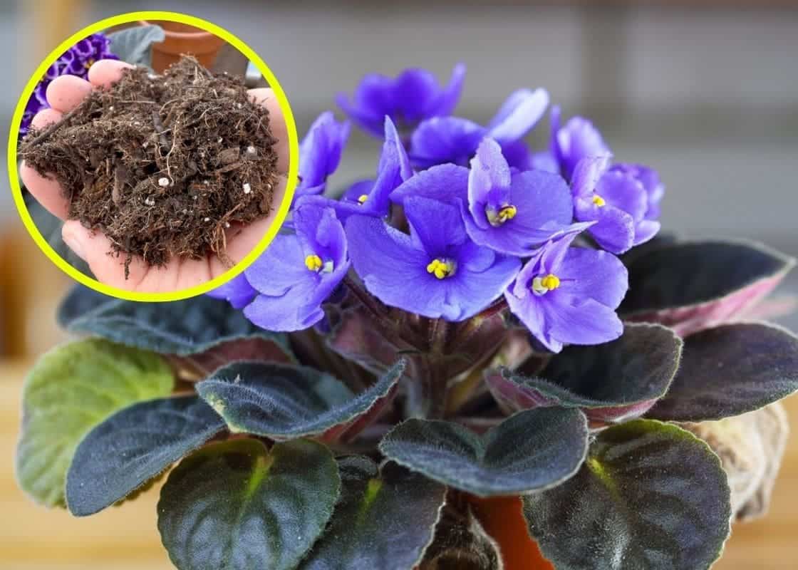 All You Need to Know About The Secrets to Make African Violets Bloom Abundantly