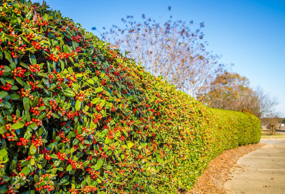 12 Best Shrubs To Create Private Fences