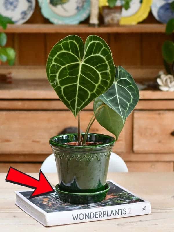 How to Grow White Anthuriums Successfully, Along With Common Mistakes to Avoid