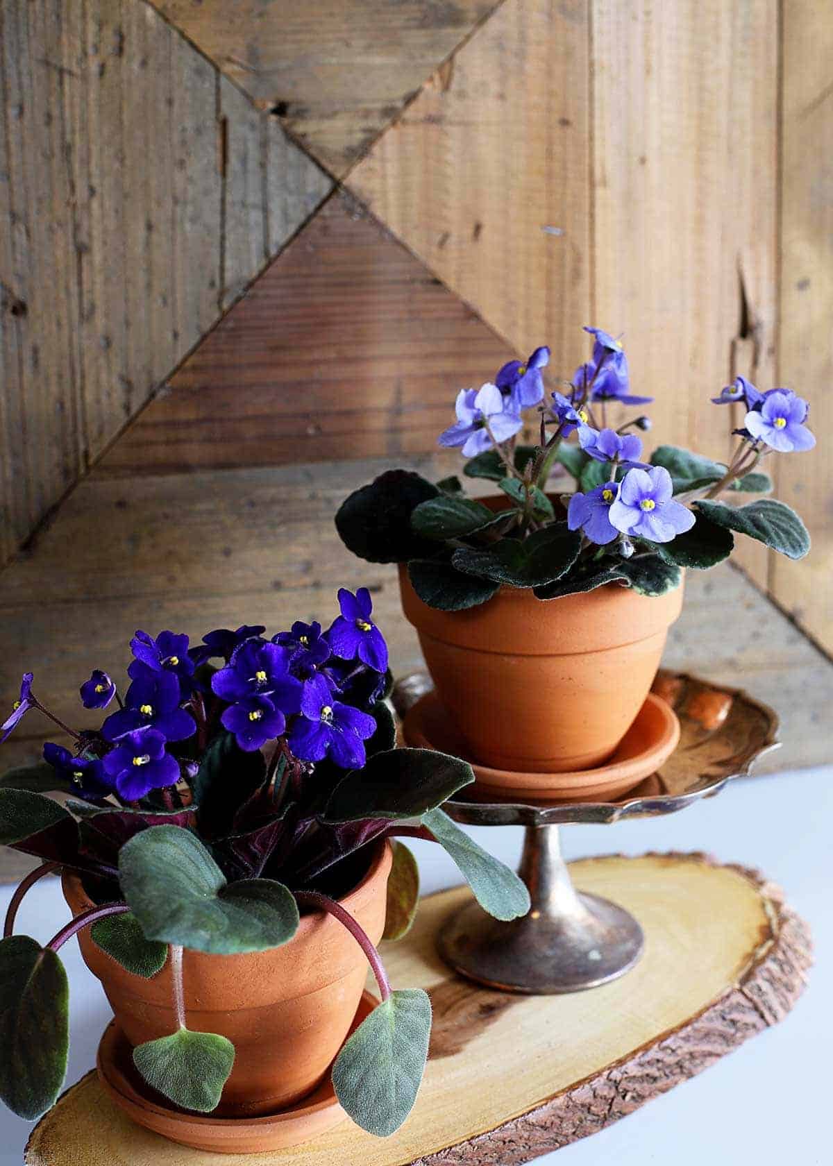 All You Need to Know About The Secrets to Make African Violets Bloom Abundantly