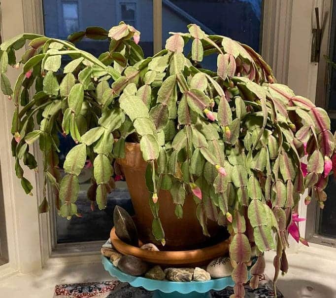 10 Common Mistakes People Think Are Correct When Caring for Christmas Cactus