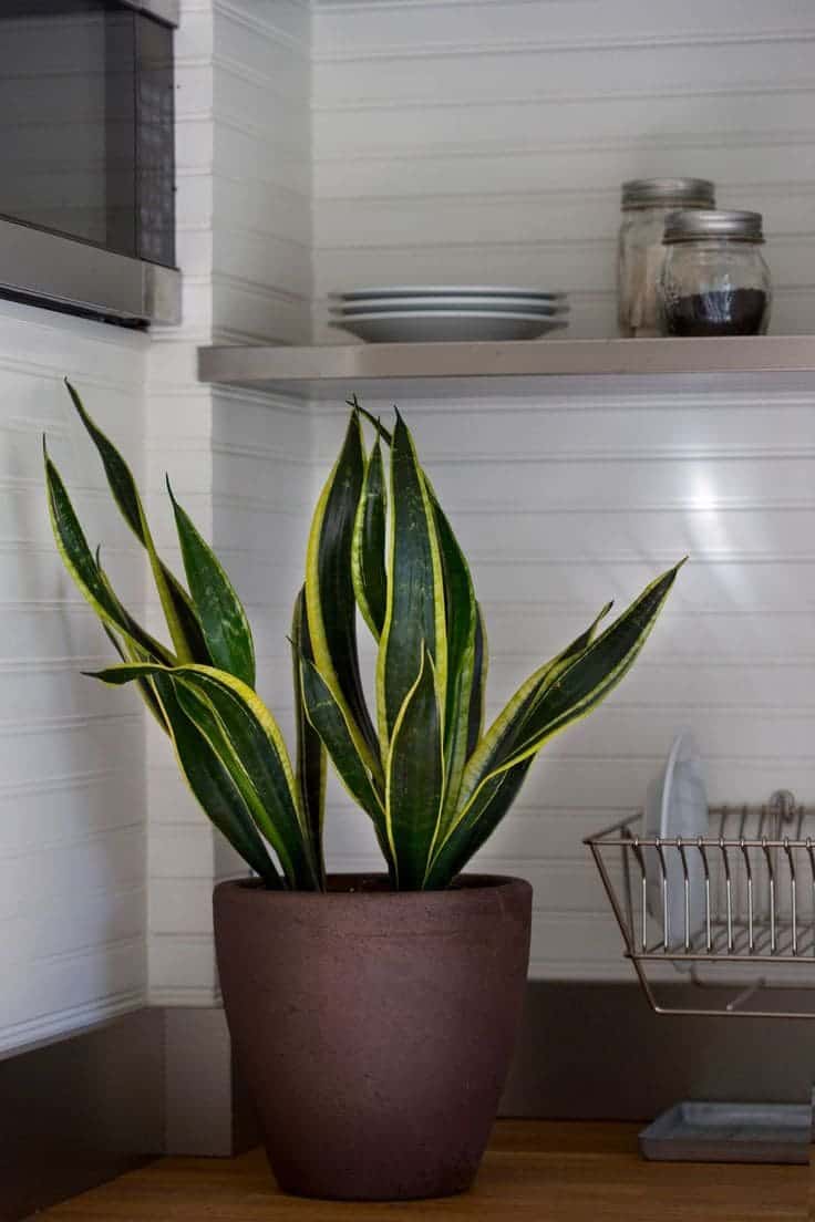 Never Place Your Snake Plants in These 5 Spots if You Don’t Want to Kill Them