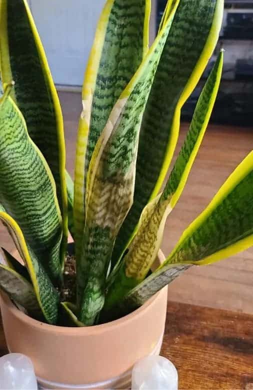 Never Place Your Snake Plants in These 5 Spots if You Don’t Want to Kill Them