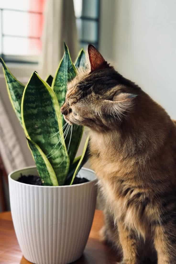 Never Place Your Snake Plants in These 5 Spots if You Don’t Want to Kill Them