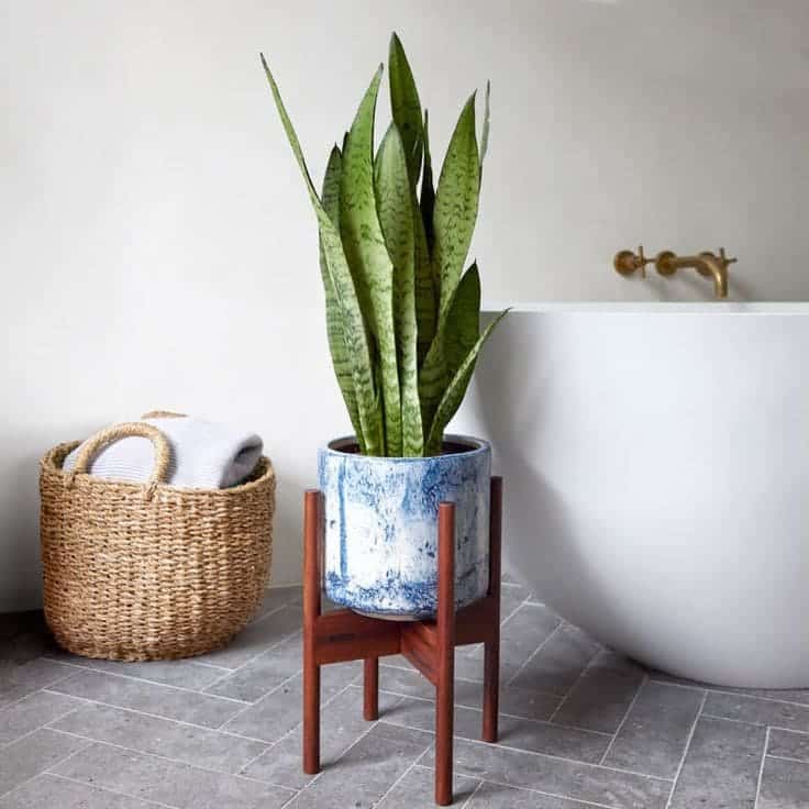 Never Place Your Snake Plants in These 5 Spots if You Don’t Want to Kill Them