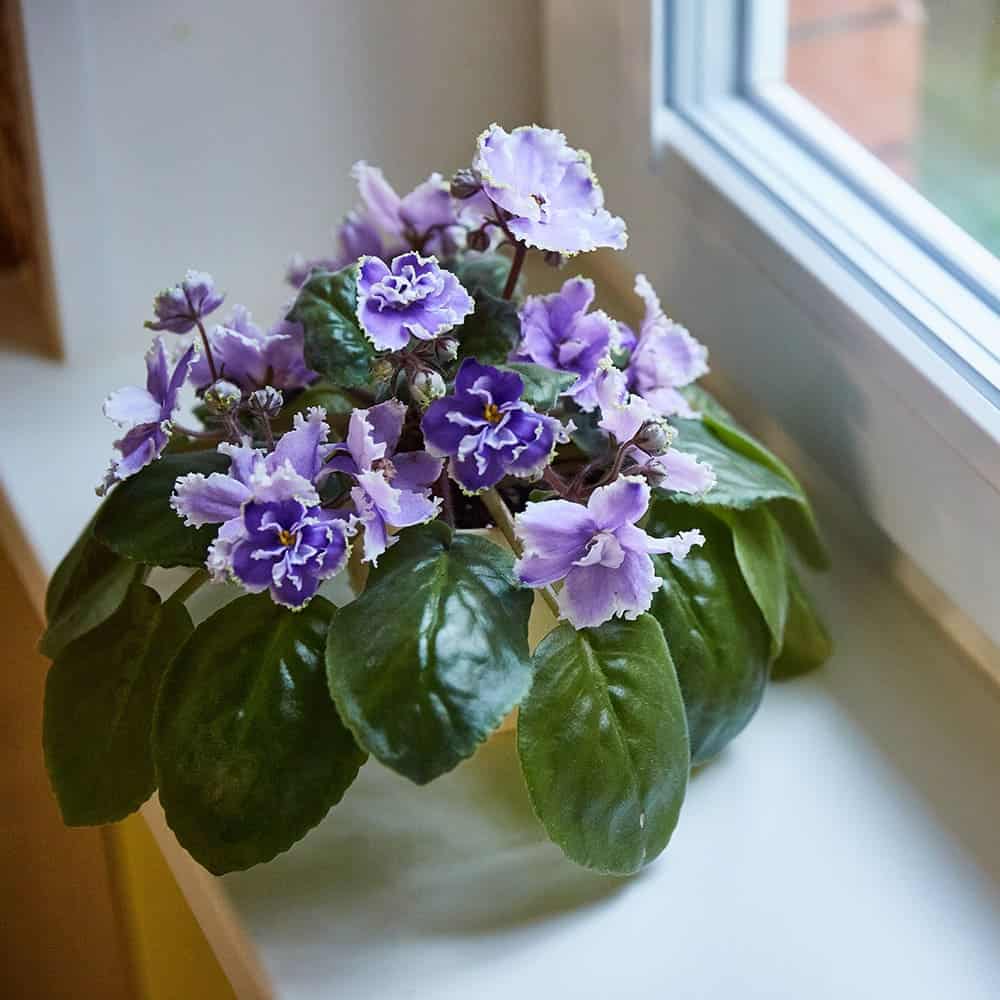 All You Need to Know About The Secrets to Make African Violets Bloom Abundantly