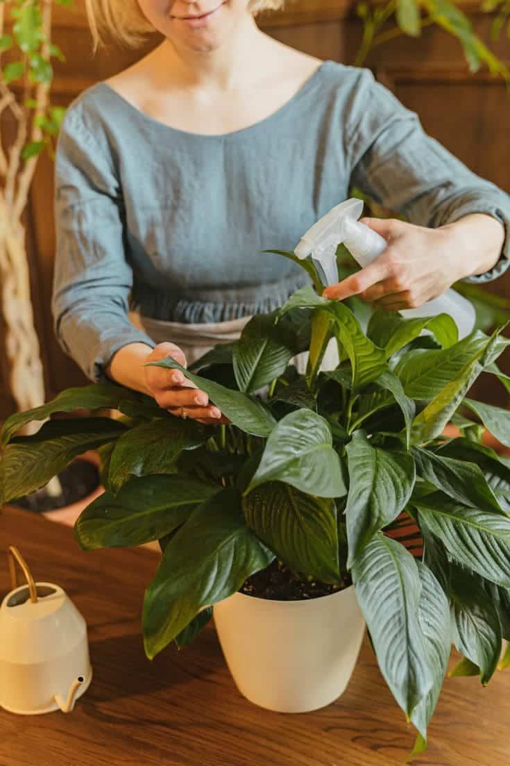 Trick to Make Your Peace Lily Grow Unstoppably (And What Sellers Won’t Tell You)