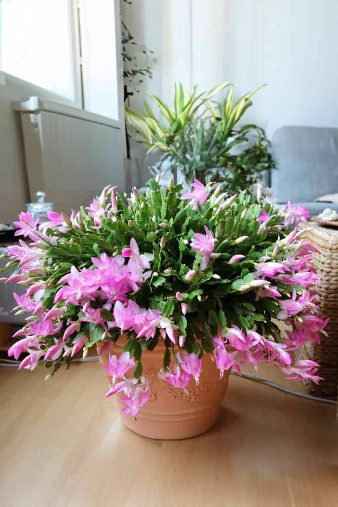 10 Common Mistakes People Think Are Correct When Caring for Christmas Cactus