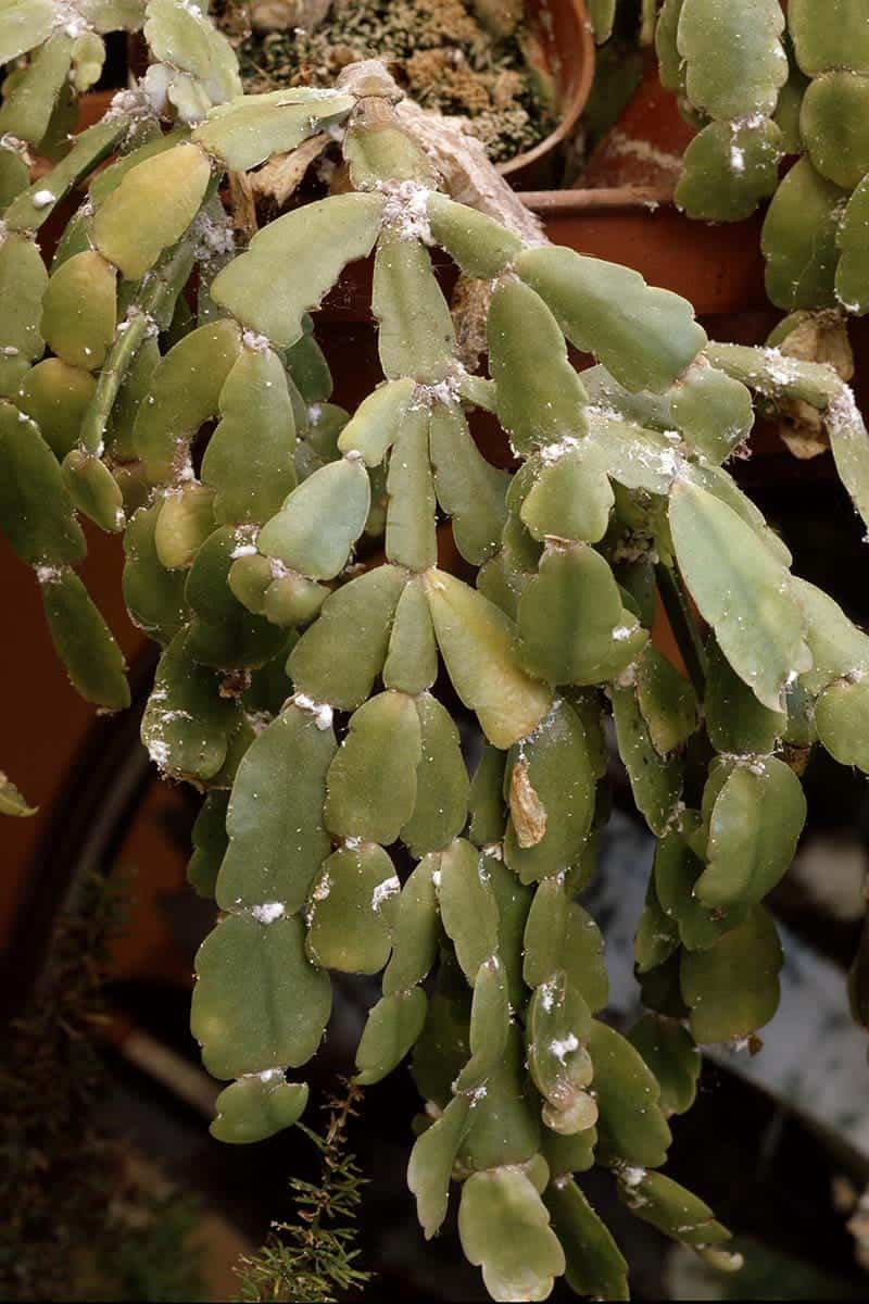 10 Common Mistakes People Think Are Correct When Caring for Christmas Cactus