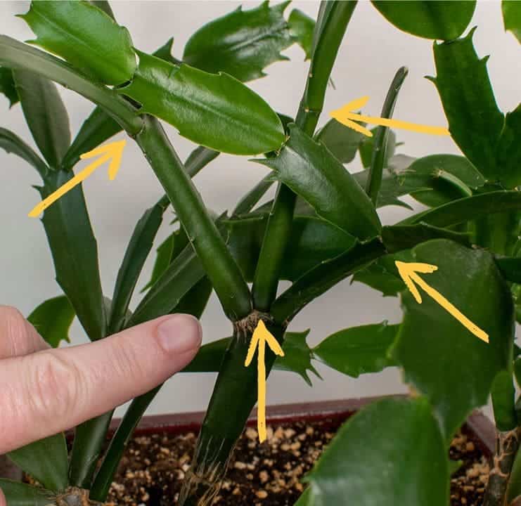 10 Common Mistakes People Think Are Correct When Caring for Christmas Cactus