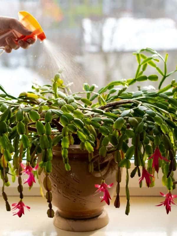 10 Common Mistakes People Think Are Correct When Caring for Christmas Cactus