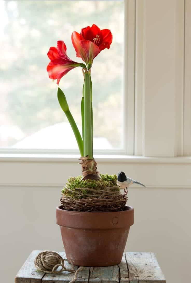 The Secret to Growing Amaryllis and Enjoying Flowers All Year Round