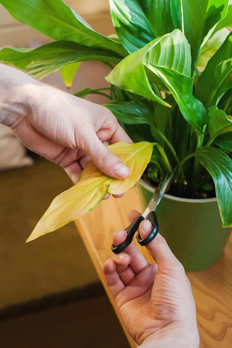 Trick to Make Your Peace Lily Grow Unstoppably (And What Sellers Won’t Tell You)