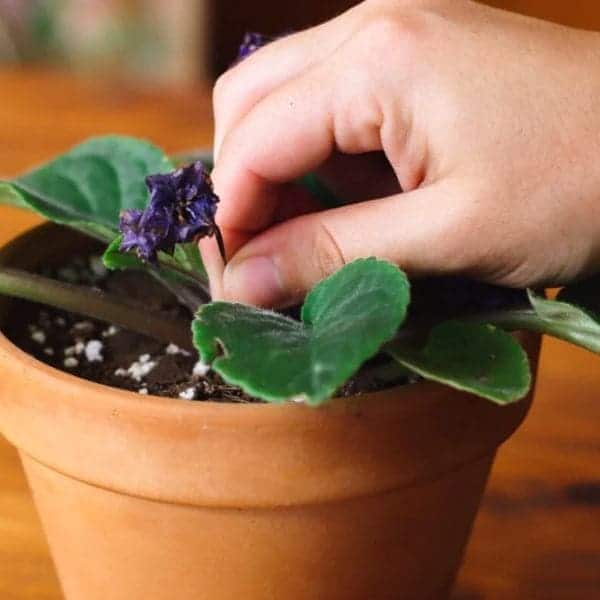 All You Need to Know About The Secrets to Make African Violets Bloom Abundantly