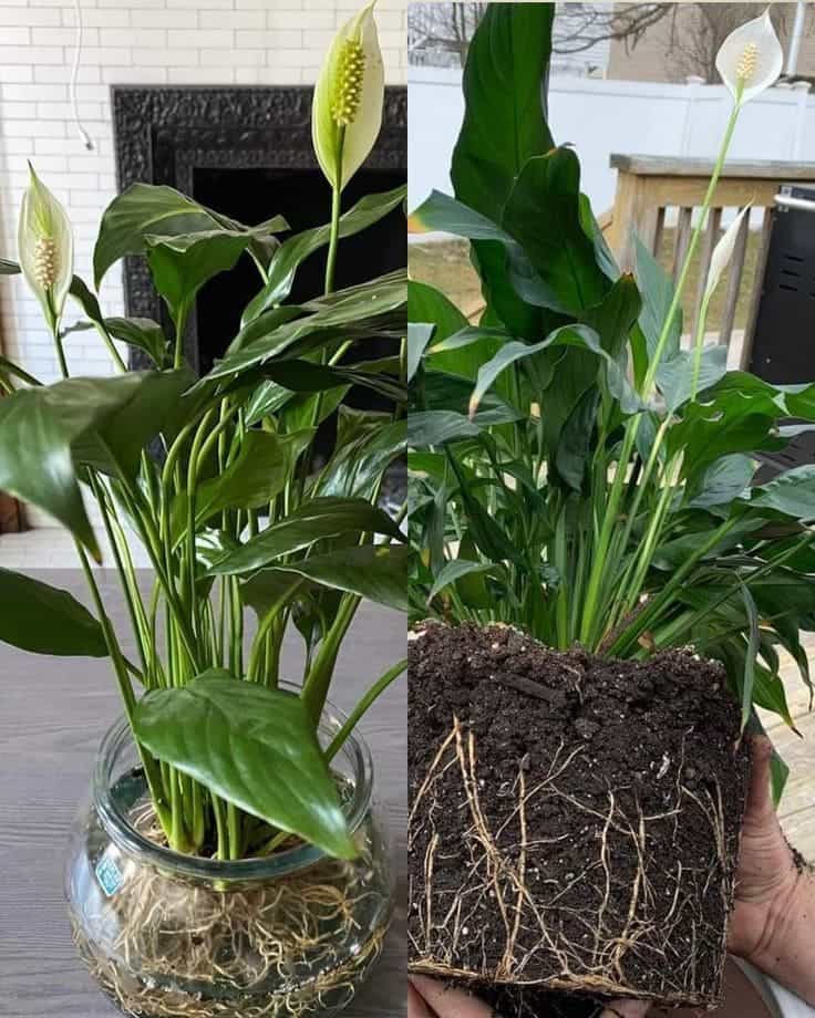 Trick to Make Your Peace Lily Grow Unstoppably (And What Sellers Won’t Tell You)