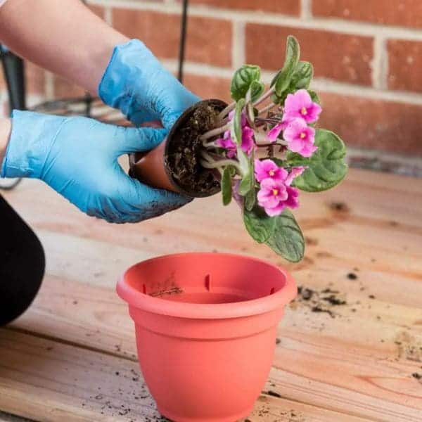 All You Need to Know About The Secrets to Make African Violets Bloom Abundantly