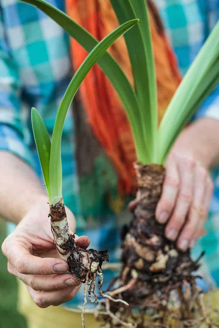 The Secret to Growing Amaryllis and Enjoying Flowers All Year Round