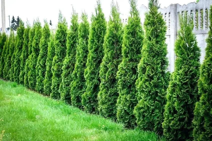 12 Best Shrubs To Create Private Fences