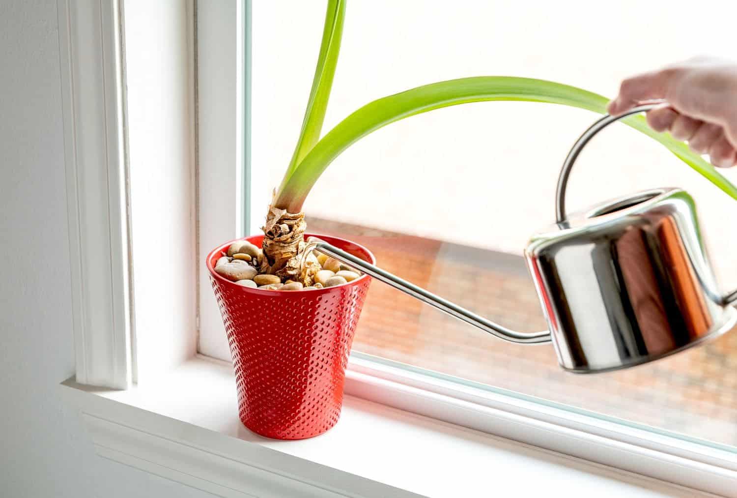 The Secret to Growing Amaryllis and Enjoying Flowers All Year Round