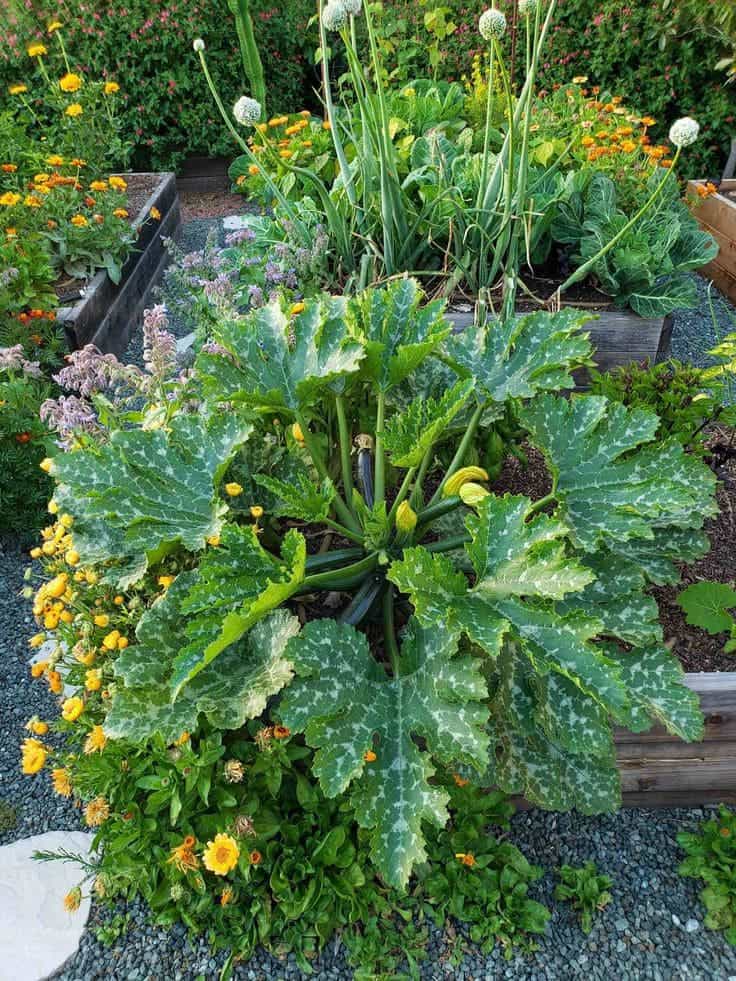 Top Companion Planting Pairs For a Thriving Garden