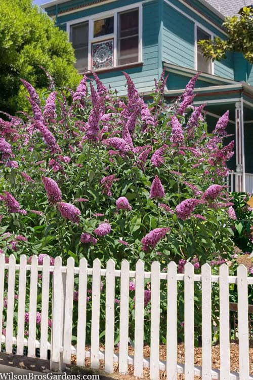 12 Best Shrubs To Create Private Fences