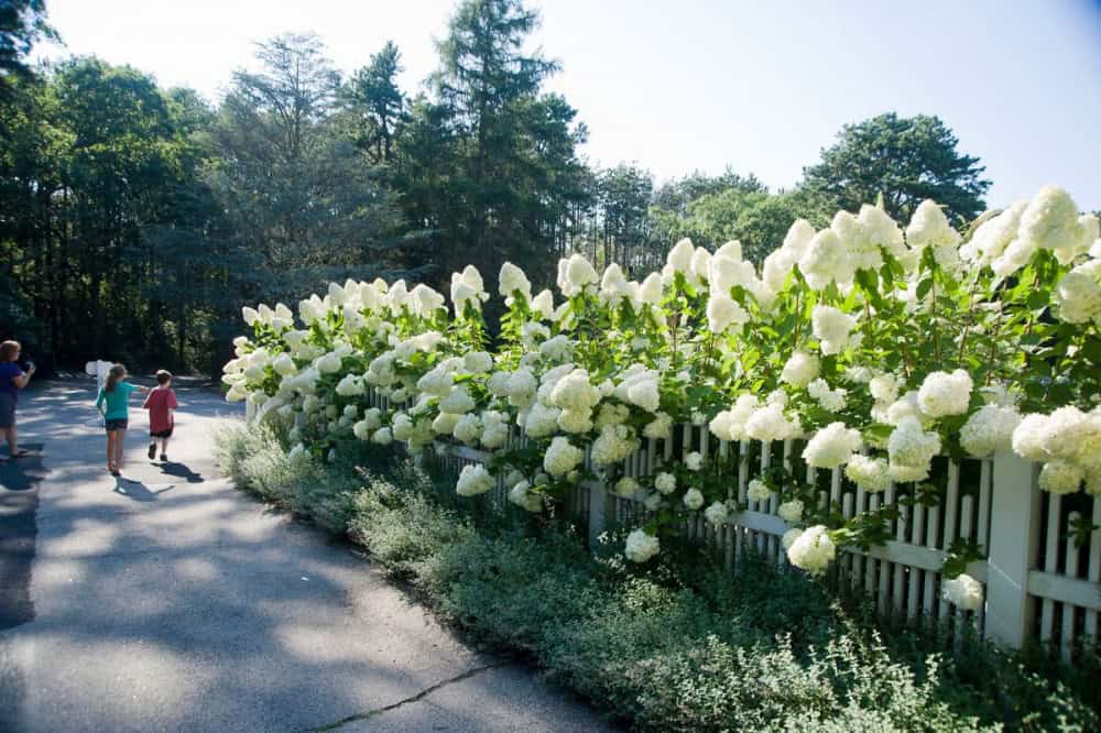 12 Best Shrubs To Create Private Fences