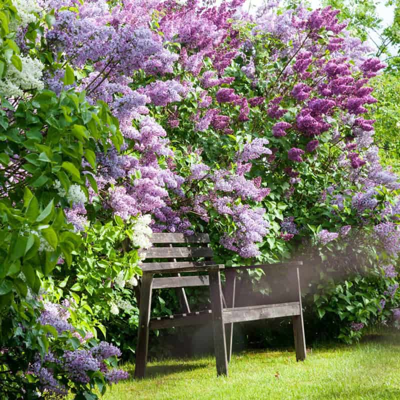 12 Best Shrubs To Create Private Fences