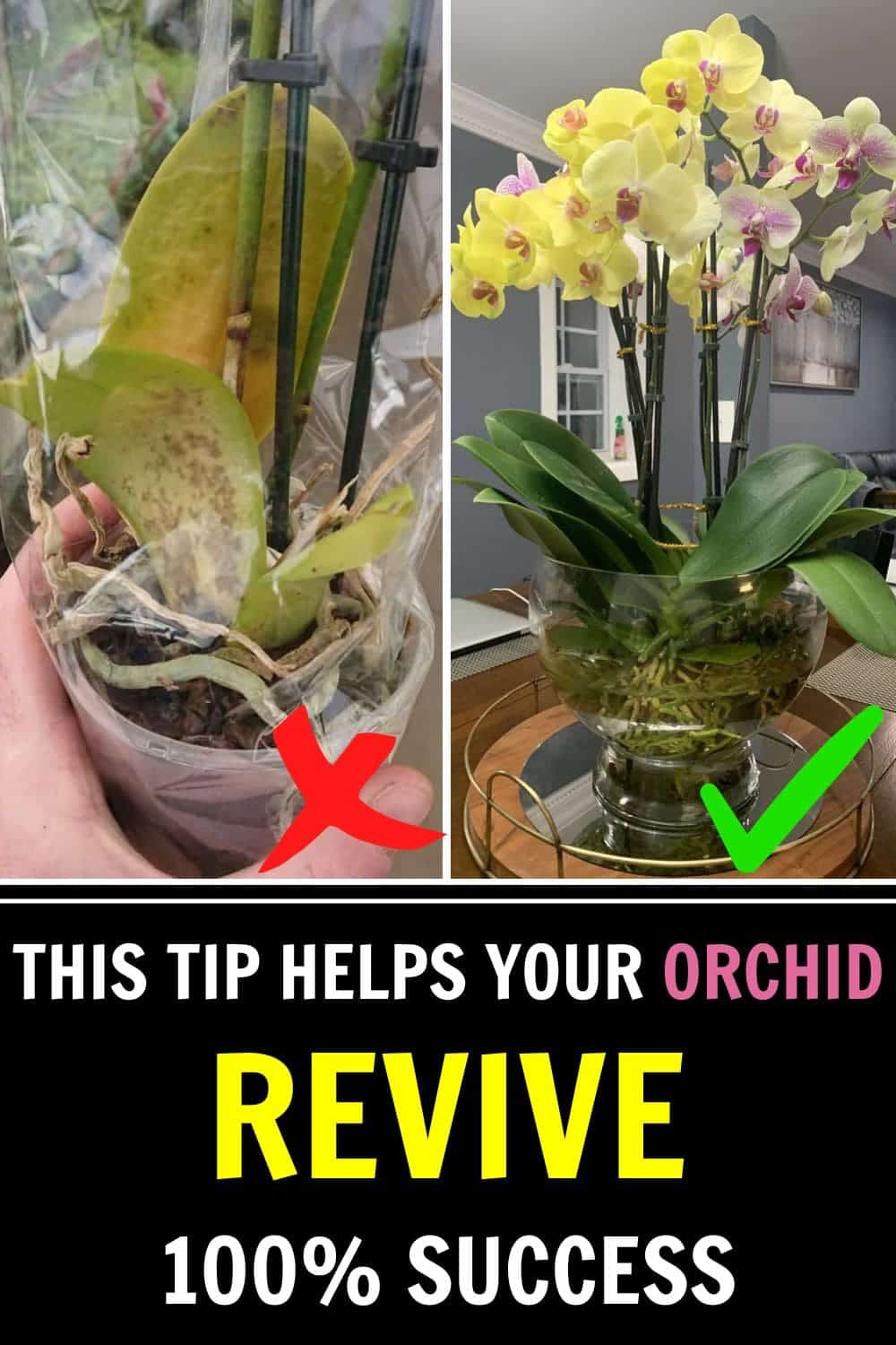 Revive Your Orchid Instantly: The 1-Drop Trick That Restores Any Plant’s Life