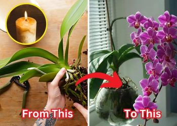 Revive Your Orchid Instantly: The 1-Drop Trick That Restores Any Plant’s Life