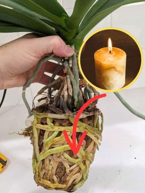 Revive Your Orchid Instantly: The 1-Drop Trick That Restores Any Plant’s Life