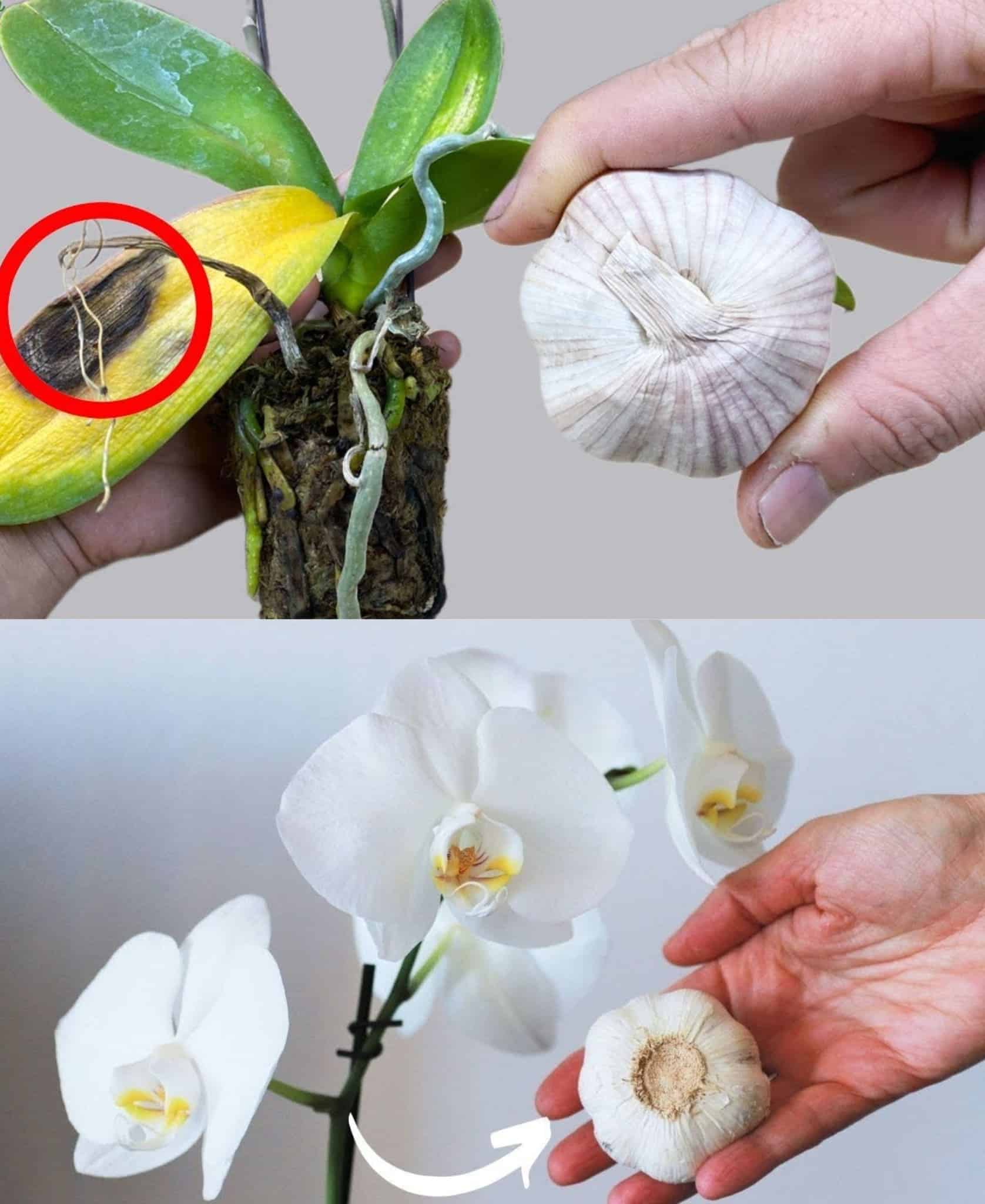 Revive Your Orchid Instantly: The 1-Drop Trick That Restores Any Plant’s Life