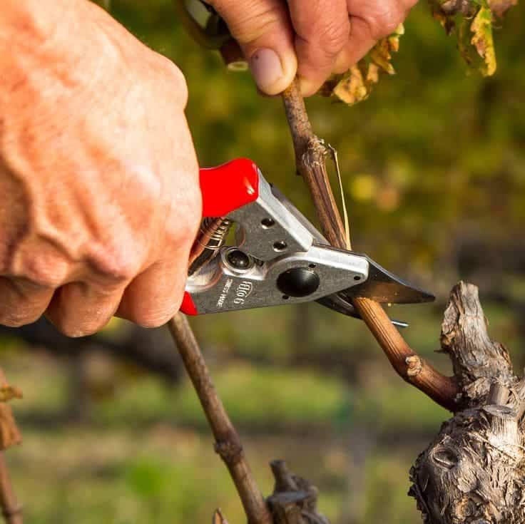 Guide on Mastering Fruit Tree Pruning: Techniques for Healthier Growth and Bigger Harvests