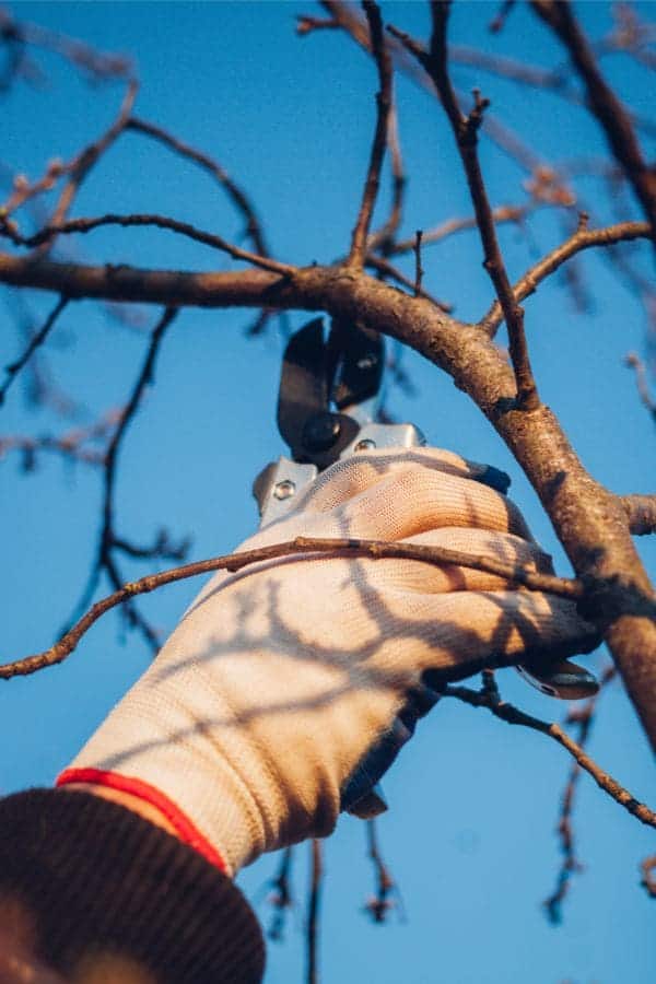 Guide on Mastering Fruit Tree Pruning: Techniques for Healthier Growth and Bigger Harvests