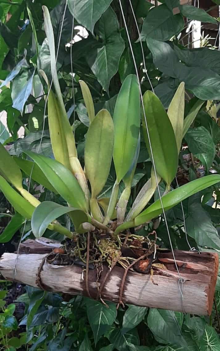 Revive Your Orchid Instantly: The 1-Drop Trick That Restores Any Plant’s Life